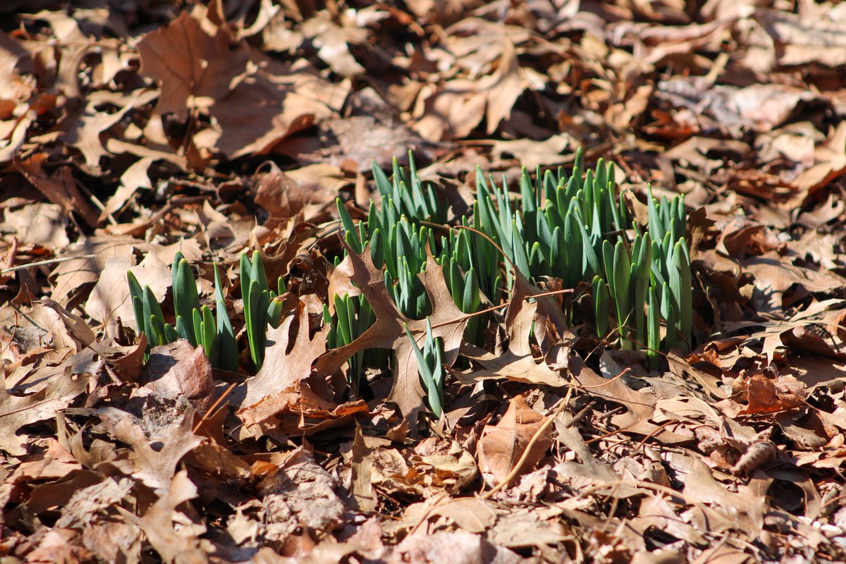 RiversideParkNY's tweet image. Riverside is filled with energy right now!

With this early spring weather and sunshine throughout the day, we’re seeing so many people, pets, and wildlife enjoy the Park. Plus, little bits of color are popping up as plants grow and blossom ☀️🌱🌼

#signsofspringnyc