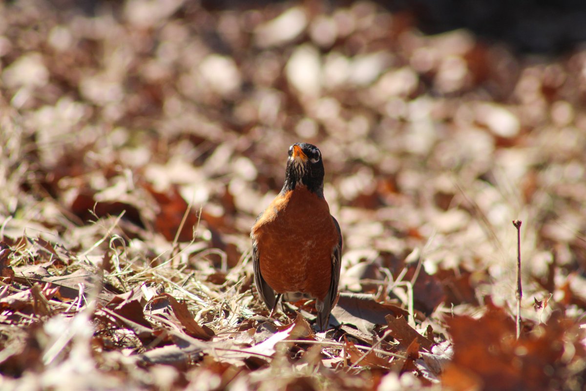RiversideParkNY's tweet image. Riverside is filled with energy right now!

With this early spring weather and sunshine throughout the day, we’re seeing so many people, pets, and wildlife enjoy the Park. Plus, little bits of color are popping up as plants grow and blossom ☀️🌱🌼

#signsofspringnyc