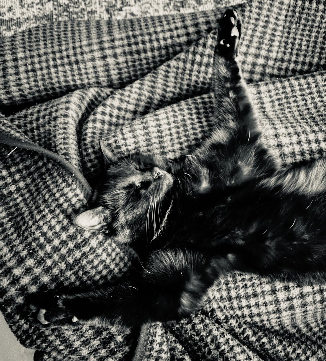 Hoe relaxed kan zo’n kat zijn he!? Zo ligt ie op mijn schpot! 😂