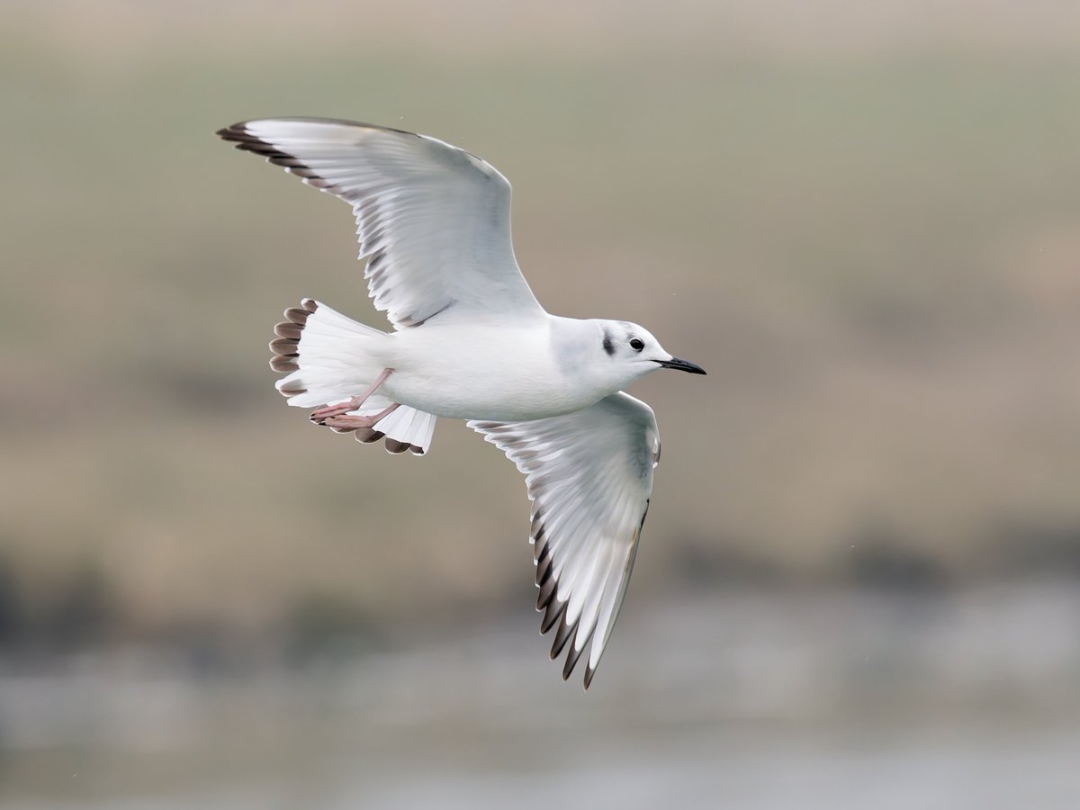 Paul Roberts (@npaulroberts) on Twitter photo The rather splendid 1st-winter Bonaparte's Gull at Ogmore Estuary, well found by <a href="/tom_wright16/">Tom Wright</a> This is the third of this species I've seen at the site, albeit the first non-adult. The rather splendid 1st-winter Bonaparte's Gull at Ogmore Estuary, well found by <a href="/tom_wright16/">Tom Wright</a> This is the third of this species I've seen at the site, albeit the first non-adult.