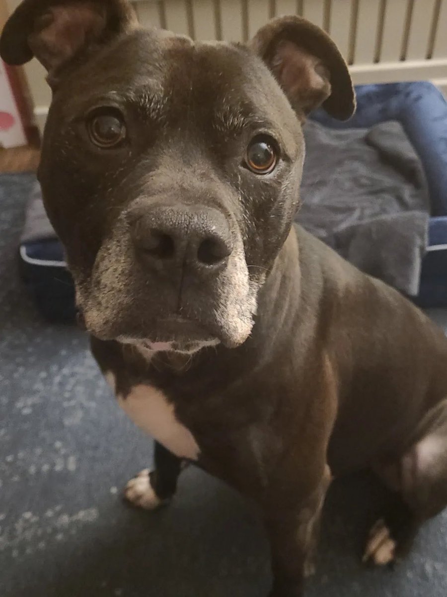 Robbie hasn’t had any enquiries recently, he’s been waiting patiently for a new home for a while now. 

Can you please share this? All his details are on our website here help2rehome.com and he’s based in Scotland. Please share for Robbie.