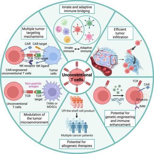 Cancer Cell (@cancer_cell) on Twitter photo Breaking the mold: Unconventional T cells in cancer therapy dlvr.it/TJRYrN Breaking the mold: Unconventional T cells in cancer therapy dlvr.it/TJRYrN