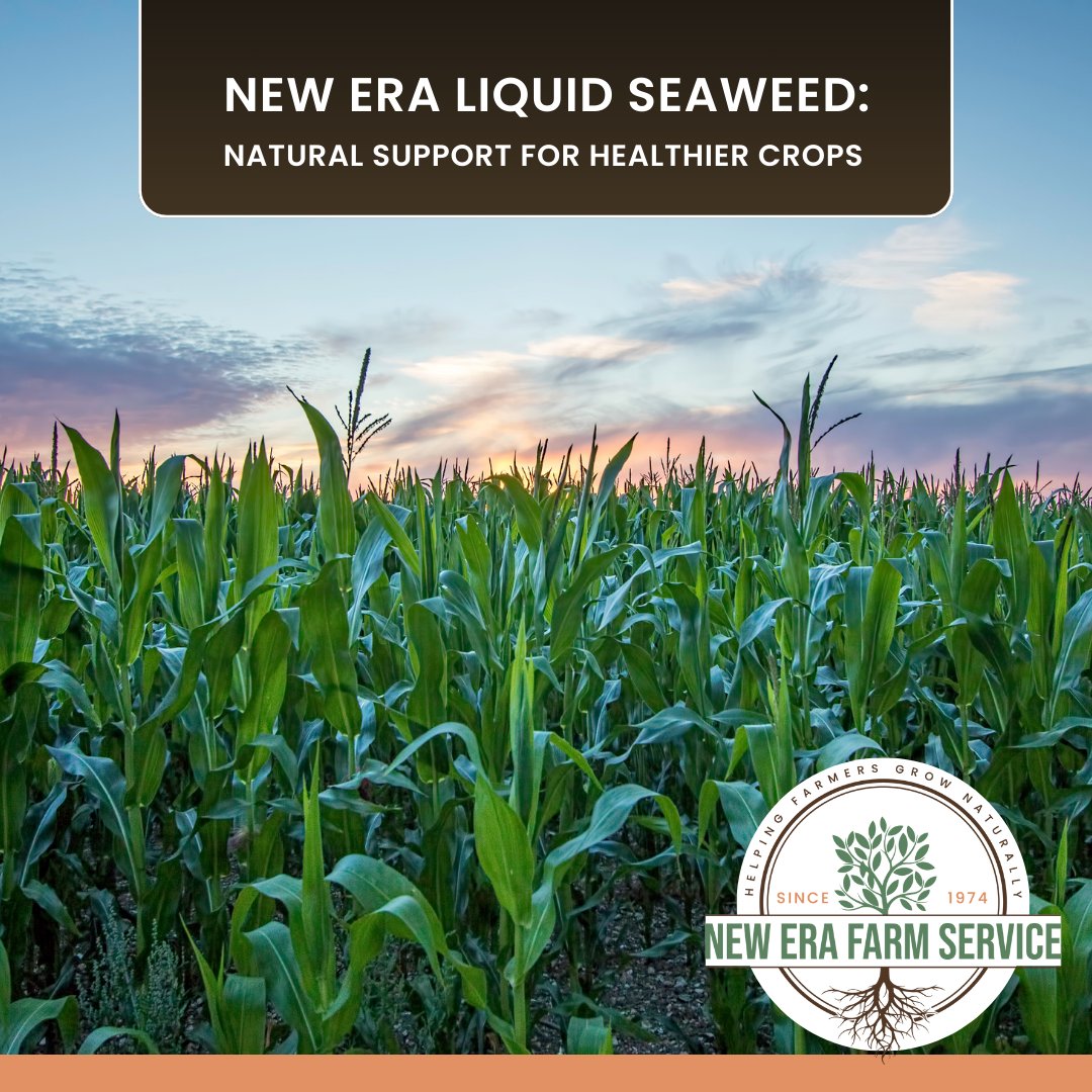 NewEraFarm's tweet photo. Boost plant vitality with New Era Liquid Seaweed, a nutrient-rich formula designed for all food crops and turf. 

Elevate your crop health with Liquid Seaweed: https://t.co/Zlxa6ukinD 

#NewEraFarmService #californiaagriculture https://t.co/3PDvQP30SE