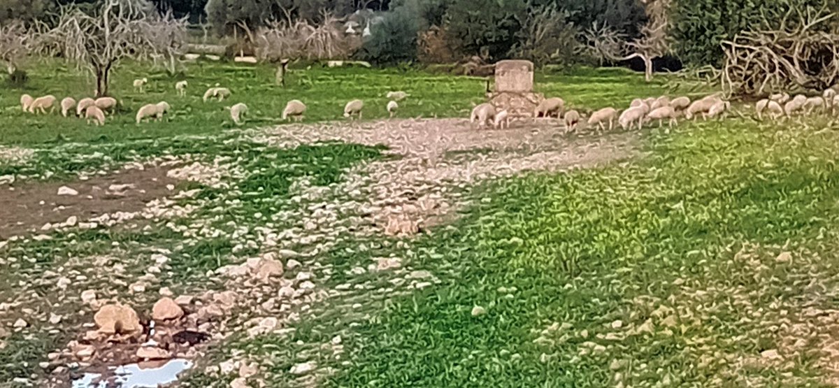 Paraules de la pagesia mallorquina.
Avui, quan caminava, he vist una GUARDA d'ovelles. Si la guarda és petita, de pocs animals, direm que és un ESCABOTELL d'ovelles, i si encara és més petita direm que és un FLOC d'ovelles.
(Ramat d'ovelles no ho he sentit dir mai a cap pastor).