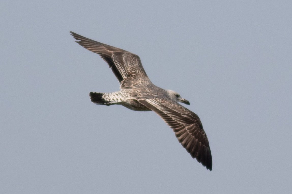 Two rather different 1w Yellow-legged Gulls from <a href="/RSPB_OldMoor/">RSPB_OldMoor</a> on Saturday with MRL.
<a href="/Barnsleybsg/">Barnsley Birders</a>