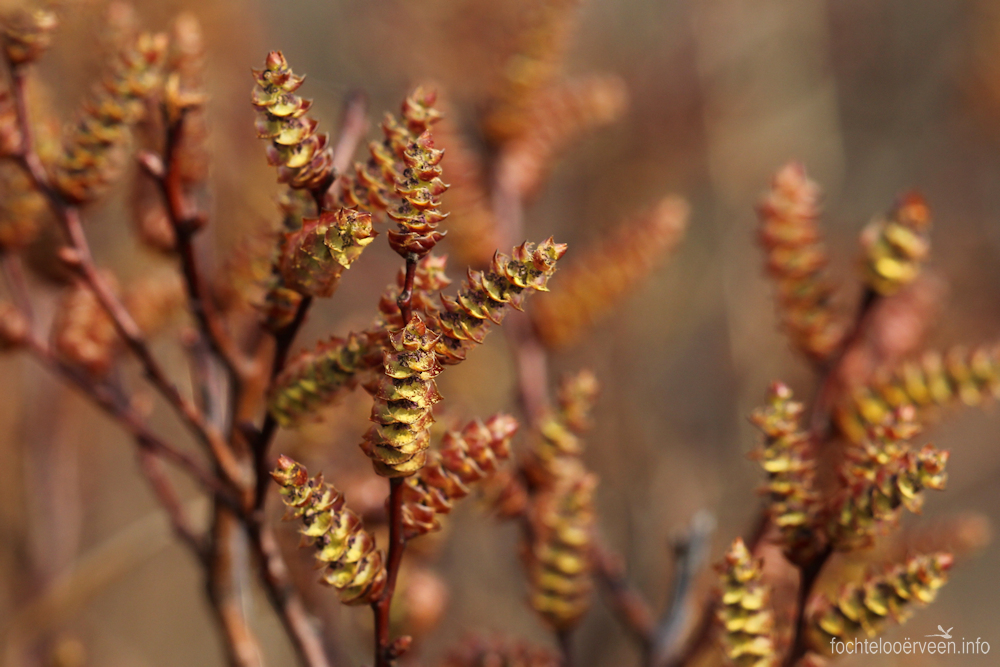 fochtelooerveen info tweet media