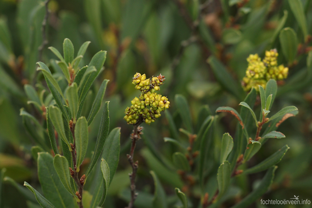 fochtelooerveen info tweet media