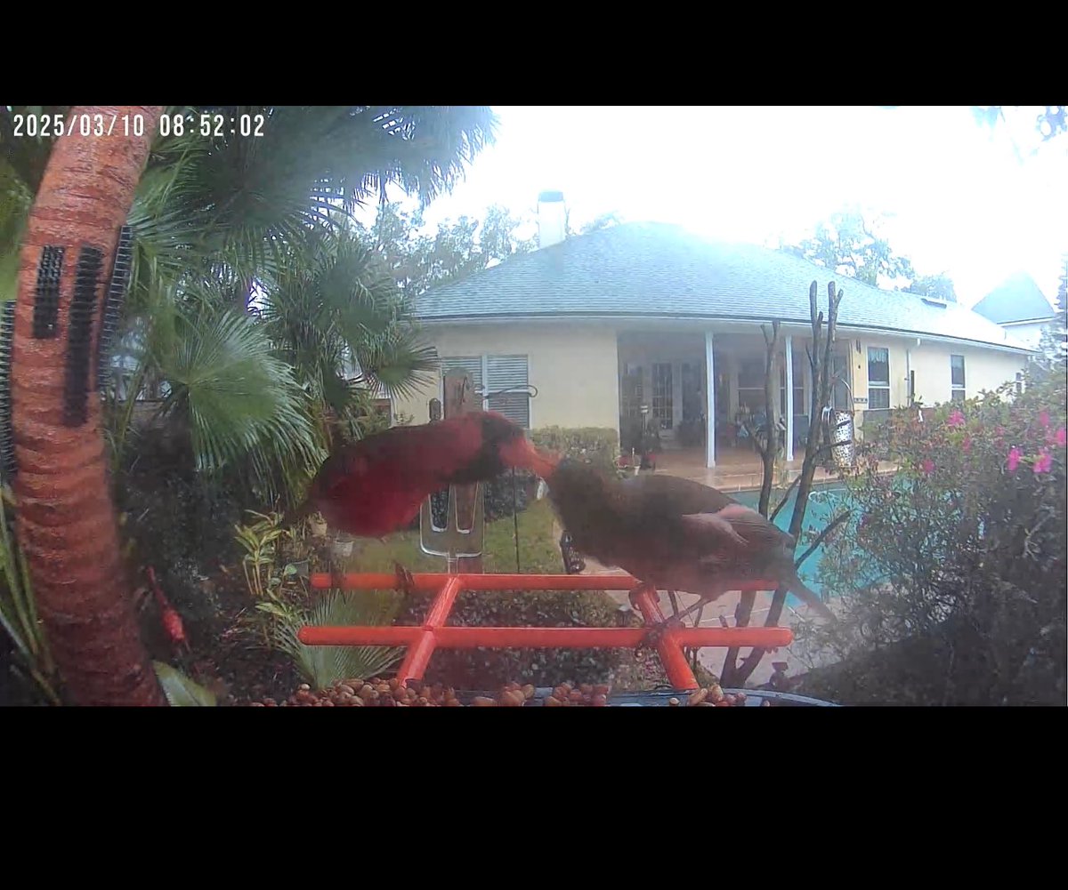 I gifted my grandparents a bird feeder w/ camera over the holidays (in jax beach, FL) and i might watch it more than them! Two cardinals this morning sharing food 💕 <a href="/BirdCentralPark/">Manhattan Bird Alert</a>