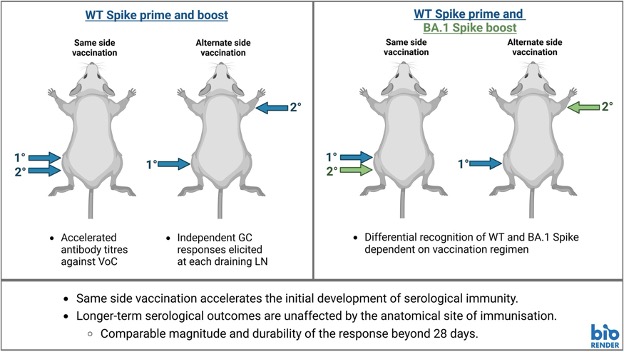Research from <a href="/TheDohertyInst/">Doherty Institute</a> suggests that receiving multiple doses of a vaccine in the same limb leads to faster antibody development, an important strategy for providing #immunity quickly during a pandemic or disease #outbreak. 

ow.ly/c28N50VeRGR

#ReadTheJI