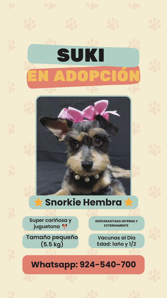 Jakovasaura's tweet photo. Suki ya se encuentra recuperada y en adopción 🐶 por favor su apoyo con la difusión @danegamez @la_magacha @colbertgc @eabusad @ElianaCarlin @YaniraDavila @FreddyAlva26 @lachicaclau @MilyLaRosa @soyalecavag @Marvindroide @jorgeenriquec18 @Marcuilas @kungfucandy5 @PanchoHermoza https://t.co/Gm3Vj2N8iI