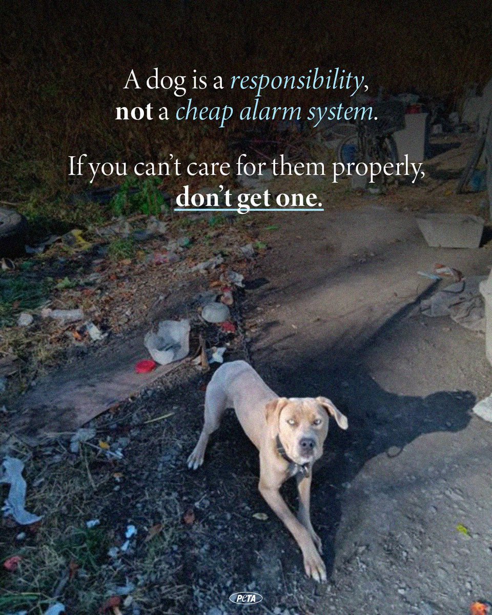 No dog should be treated like this!

This pup was underweight and without shelter—but thanks to our team and a dedicated rescue, he's finally safe🐾❤️

Dogs deserve warmth, care, and a loving home!