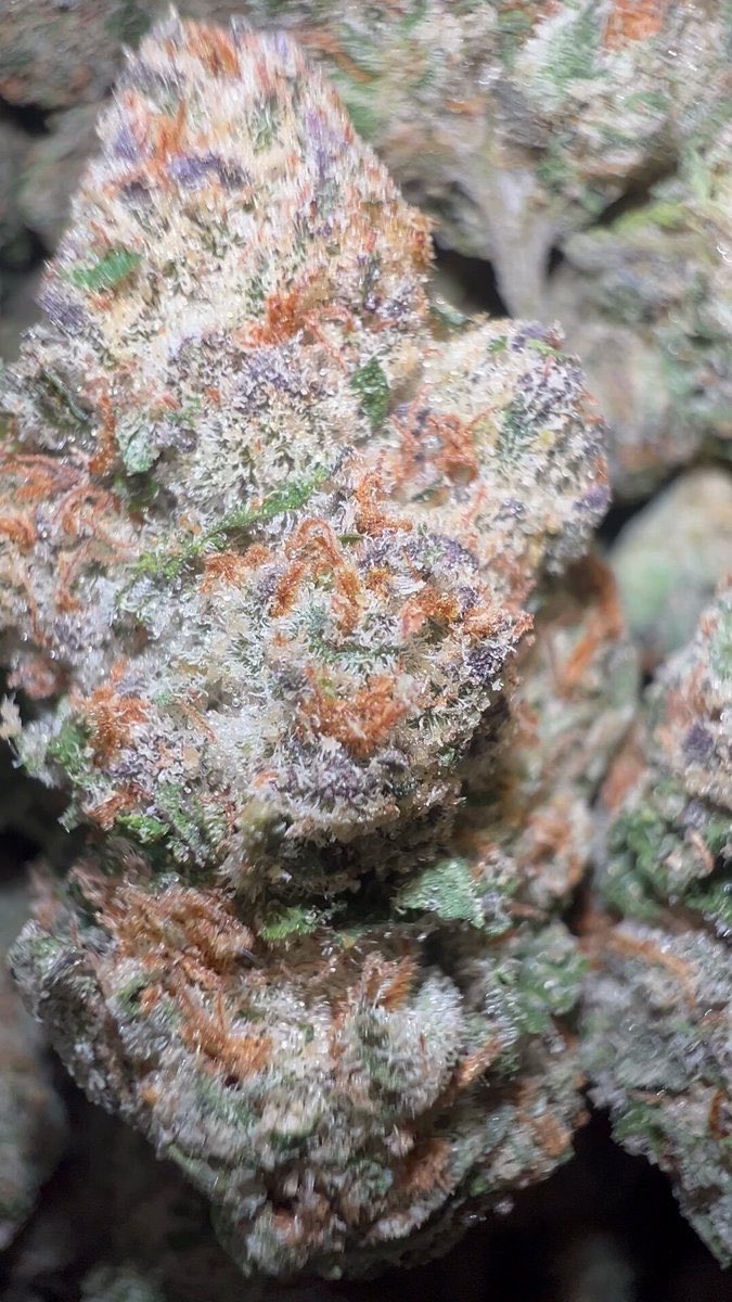 Peach Tree
Gelonade x 
Gelato41 x Afternoon Pineapple
Heavy feeder in veg but in flower she feeds light. Sweet and zesty lemonade like citrus hits the palette full strength before transitioning to a fruity and juicy finish that leaves a lingering flavor of ripe summer stone fruit