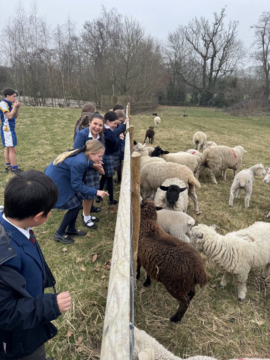 StNicksLower's tweet photo. Eco club were discussing their new topic, Global Citizenship. They worked hard generating positive ideas on ways to plan more fundraising events and ways to support different charities. We then went to see our new baby lambs. #StNicksEcoClub #StNicksLower #StNicksDiscovery https://t.co/Vp3c7v84dP