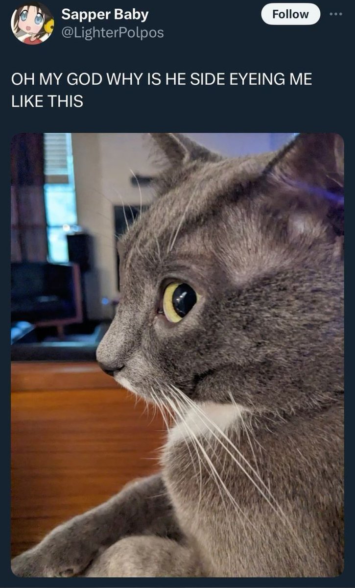 PostsOfCats's tweet photo. https://t.co/76GFxt9anh
