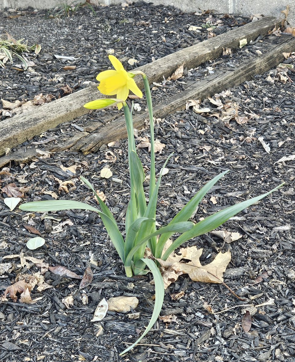 kozdronclass144's tweet photo. The first spring flowers in HHS courtyard. Courtyard Club is meeting on Tuesday. Everyone is welcome https://t.co/yd4ddxWZzh