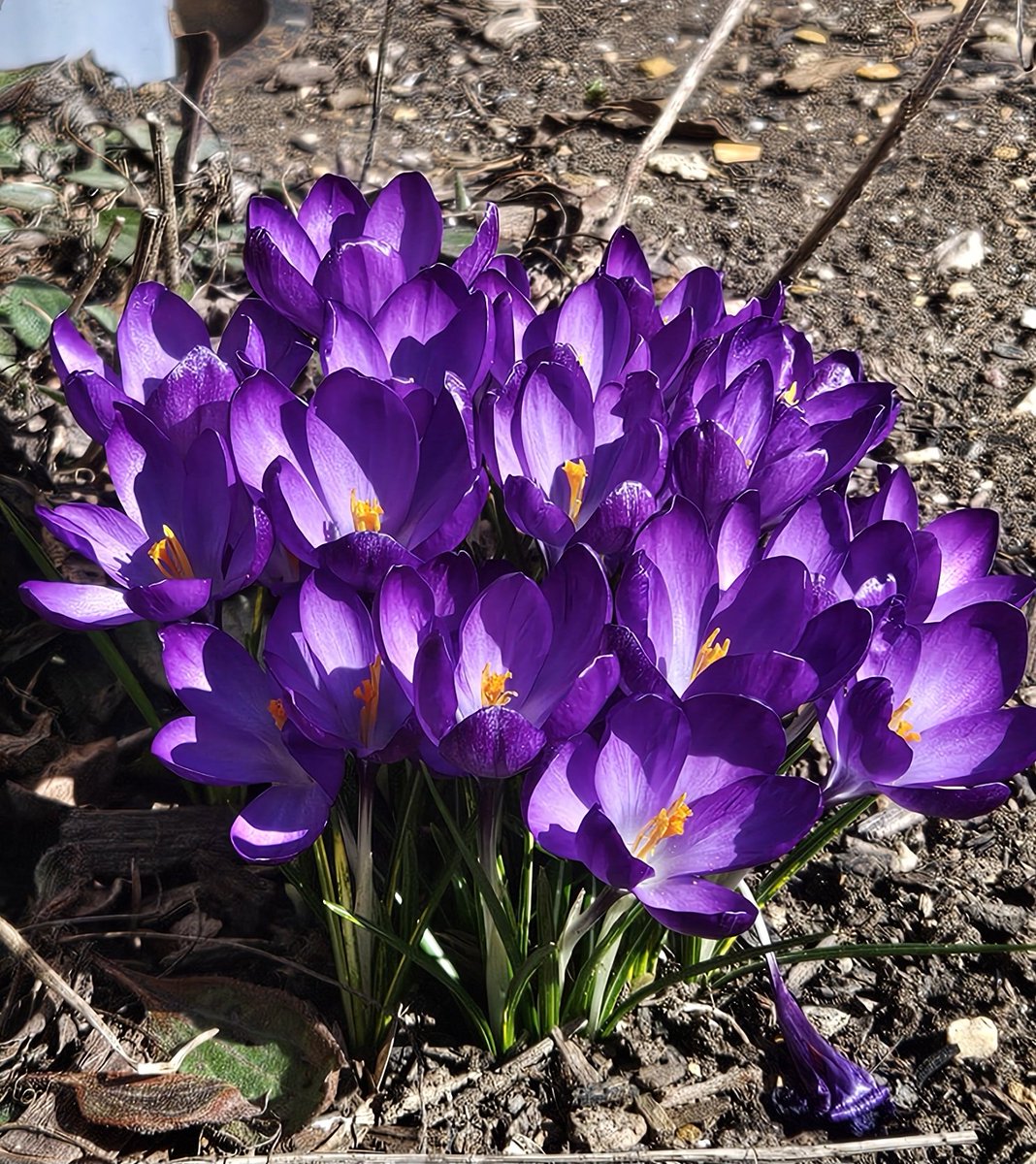 kozdronclass144's tweet photo. The first spring flowers in HHS courtyard. Courtyard Club is meeting on Tuesday. Everyone is welcome https://t.co/yd4ddxWZzh