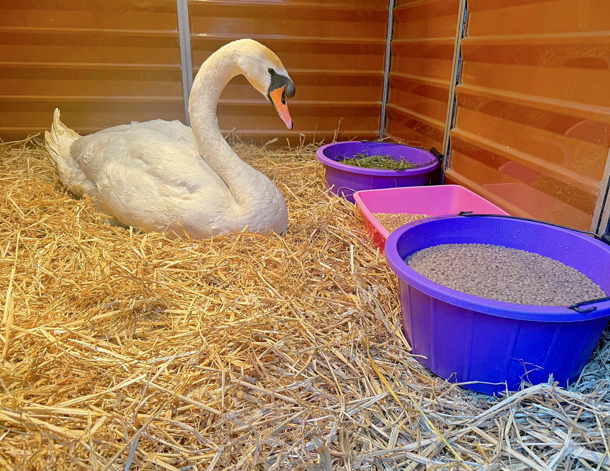 One of our latest arrivals today, from Washingborough near Lincoln. The bird was found carrying a pike fishing lure, with the barbed hooks clearly present in his leg for a time given the extent of his injuries. The swan is now undergoing continued treatment in our care.