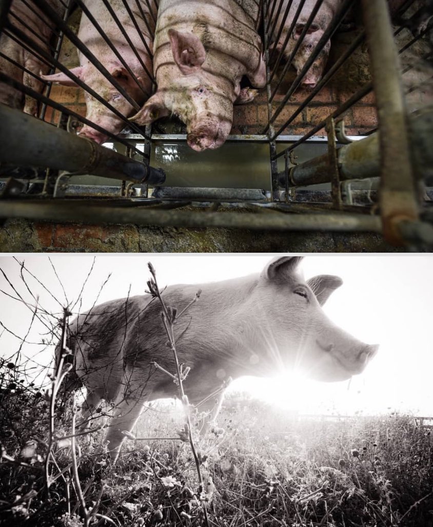 Most people don’t like to see pictures of sad animals; they prefer seeing them happy. Go vegan and align your actions with your values.