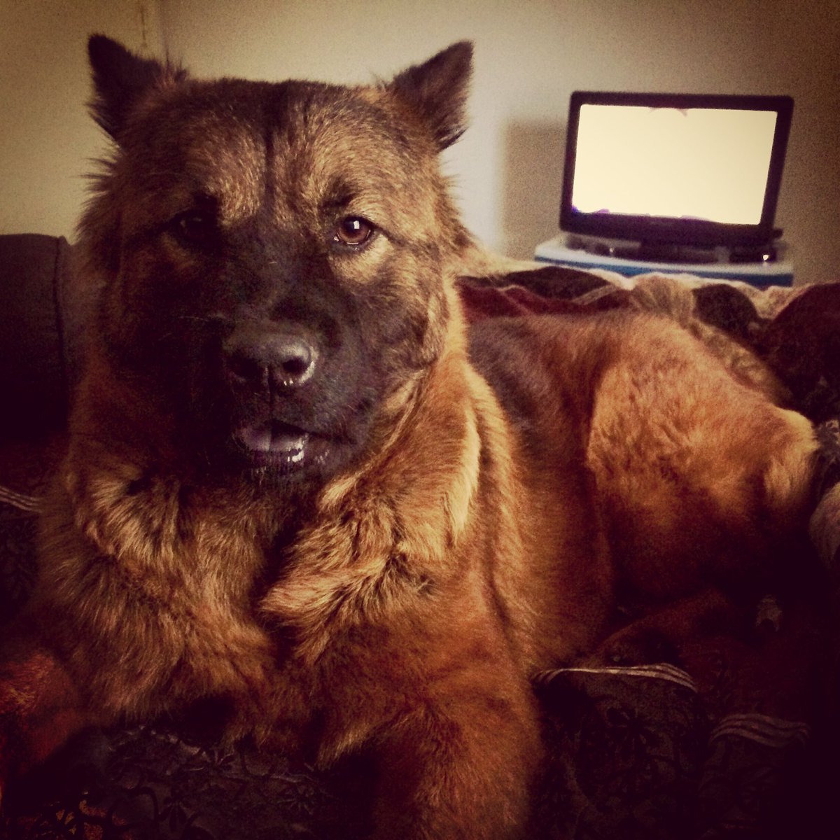 RetroGamerGeek's tweet photo. Breezy January 3rd 2013 - March 9th 2025 😢 I’ll always love you Breezy! https://t.co/5QguZOkBAa
