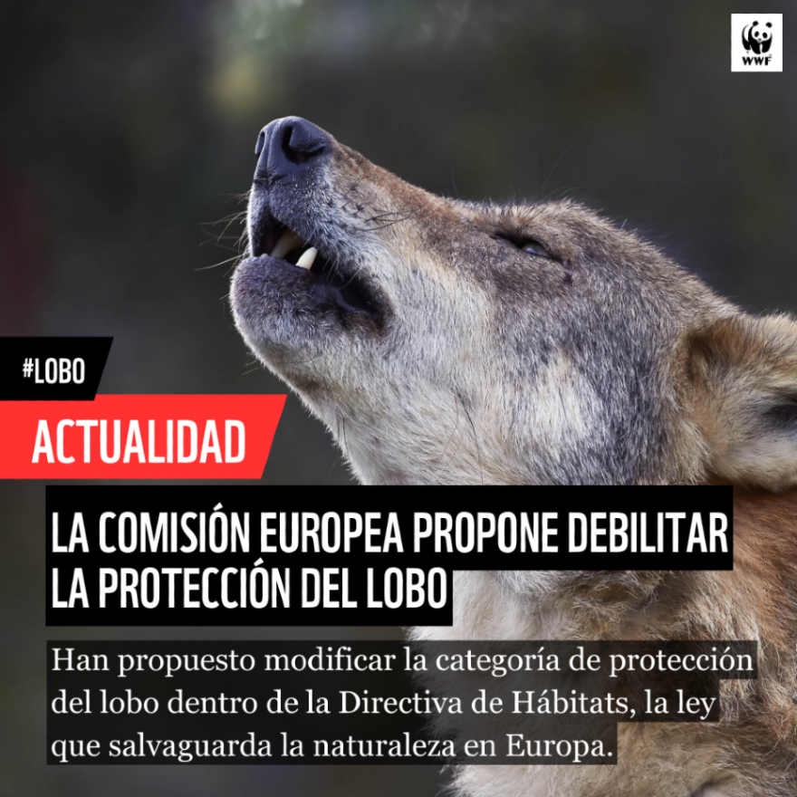 🔴 PELIGRO PARA EL LOBO | La Comisión Europea propone debilitar su protección

» Sin base científica, solo intereses políticos
» El #lobo aún no tiene un estado de conservación favorable
» Décadas de conservación en riesgo

🐺 WWF se opone firmemente
+ info: