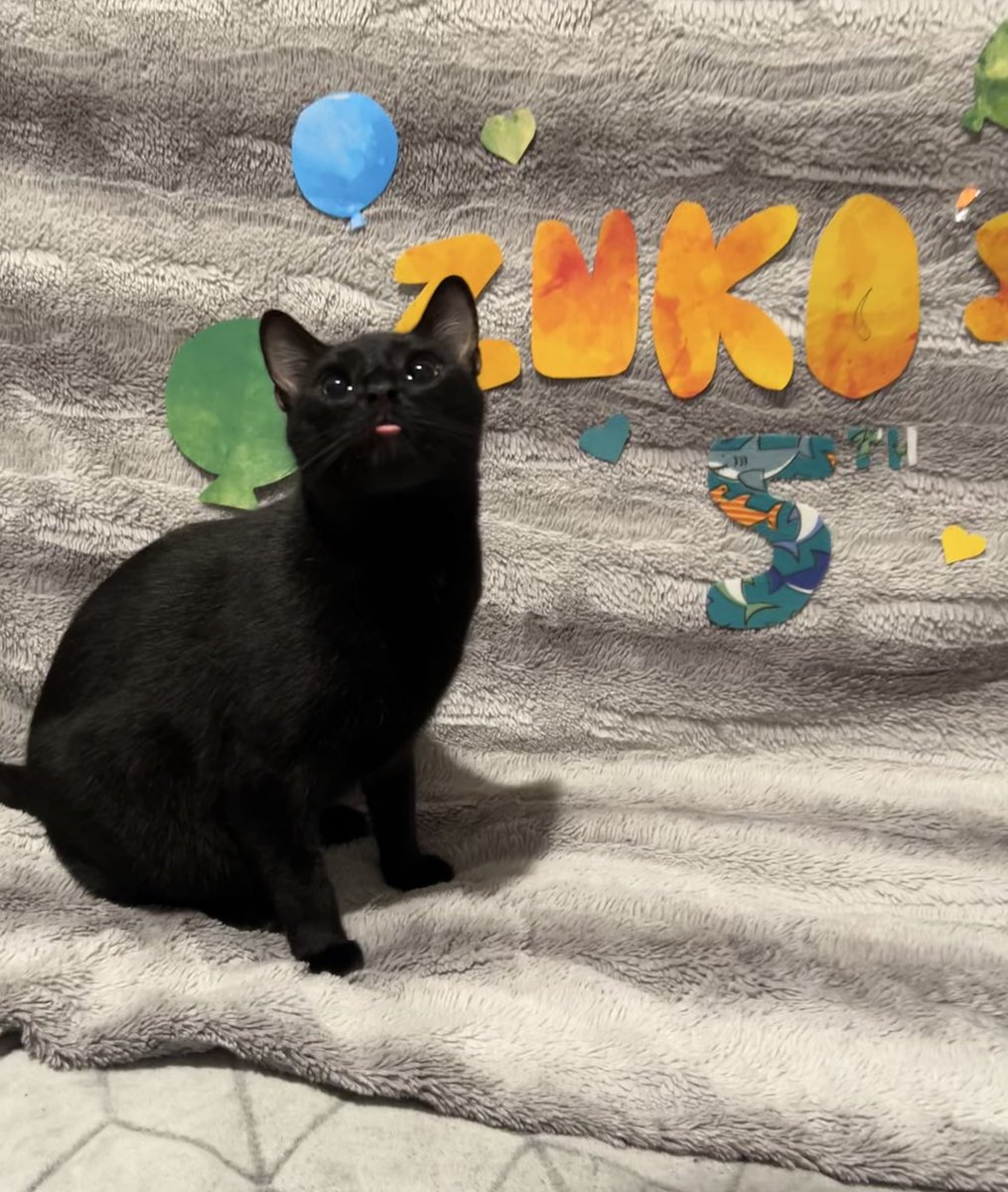 zukosfate's tweet photo. Zuko turned 5 today!!! 🥳🎂 https://t.co/3a3R12NT1x