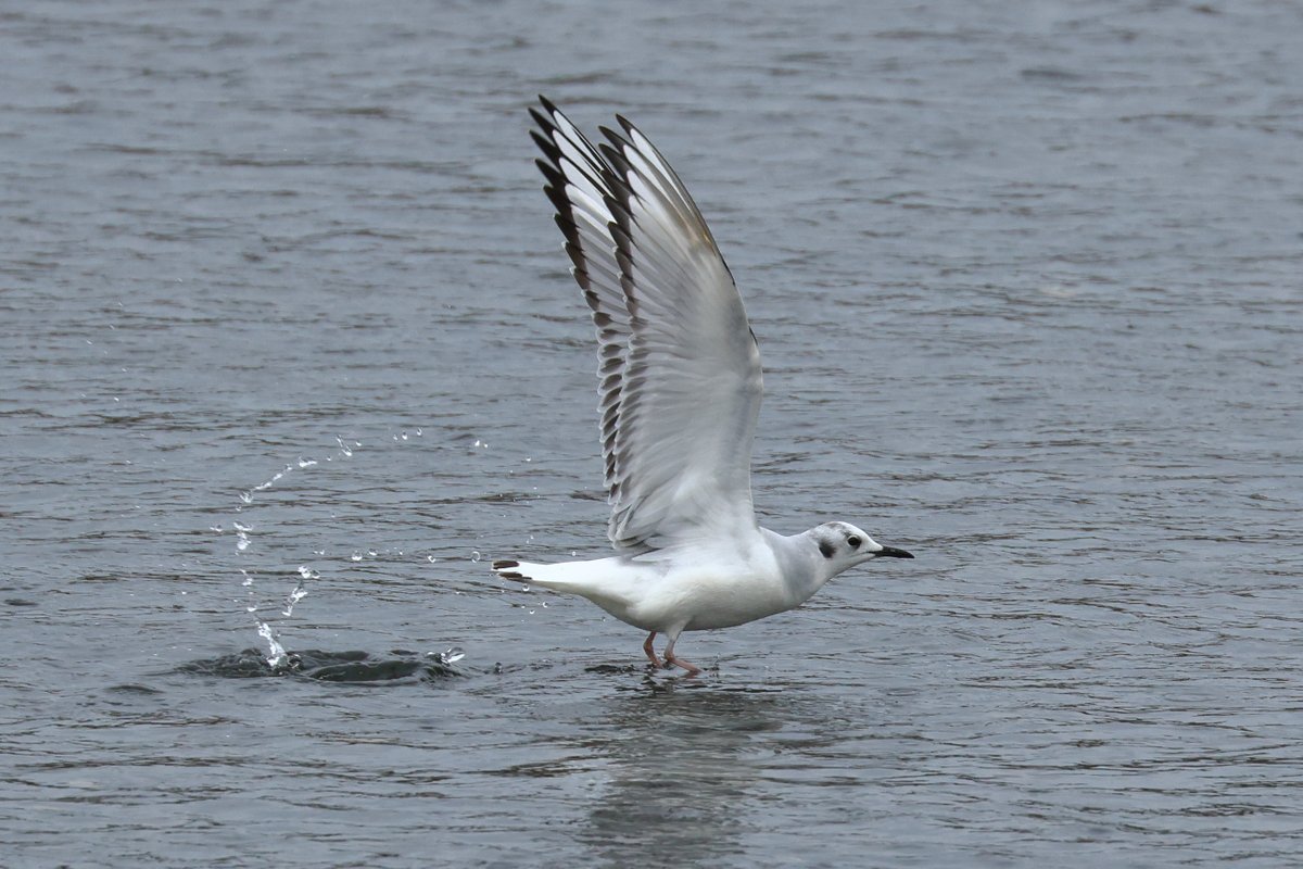 Bonaparte's gull reported this morning at Ogmore river.