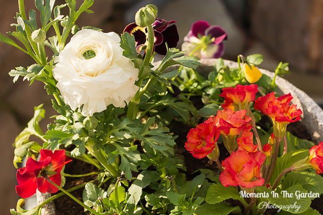 MomentsintheG's tweet image. My first spring themed container which is surviving the outdoors now.  #springcontainer #springplants #springflowers #containergardening #momentsinthegardenphotography
