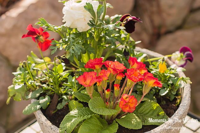 MomentsintheG's tweet image. My first spring themed container which is surviving the outdoors now.  #springcontainer #springplants #springflowers #containergardening #momentsinthegardenphotography