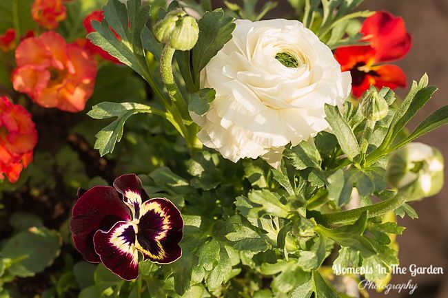 MomentsintheG's tweet image. My first spring themed container which is surviving the outdoors now.  #springcontainer #springplants #springflowers #containergardening #momentsinthegardenphotography