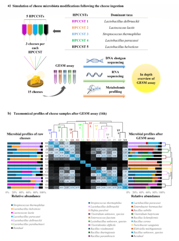 ASMicrobiology's tweet photo. Cheese microbiota-associated bacteria can be traced in the human gut microbiota and may expand its functional repertoire, with potentially significant implications for human health. 🧀 Learn more in @AppEnvMicro: https://t.co/VI9U1pEUoR https://t.co/WSKXV9myX2