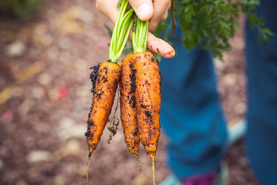 ASHS_Hort's tweet photo. A newly published study explores the role of genetic and environmental influences on carrot performance. The results will inform breeding strategies for improving carrot performance for #organic systems.
#JASHS https://t.co/1JgPVZNiv5
@WSUCSS @UWMadison @PurdueHortLA @USDA_ARS https://t.co/3Xg0qlzWJ8