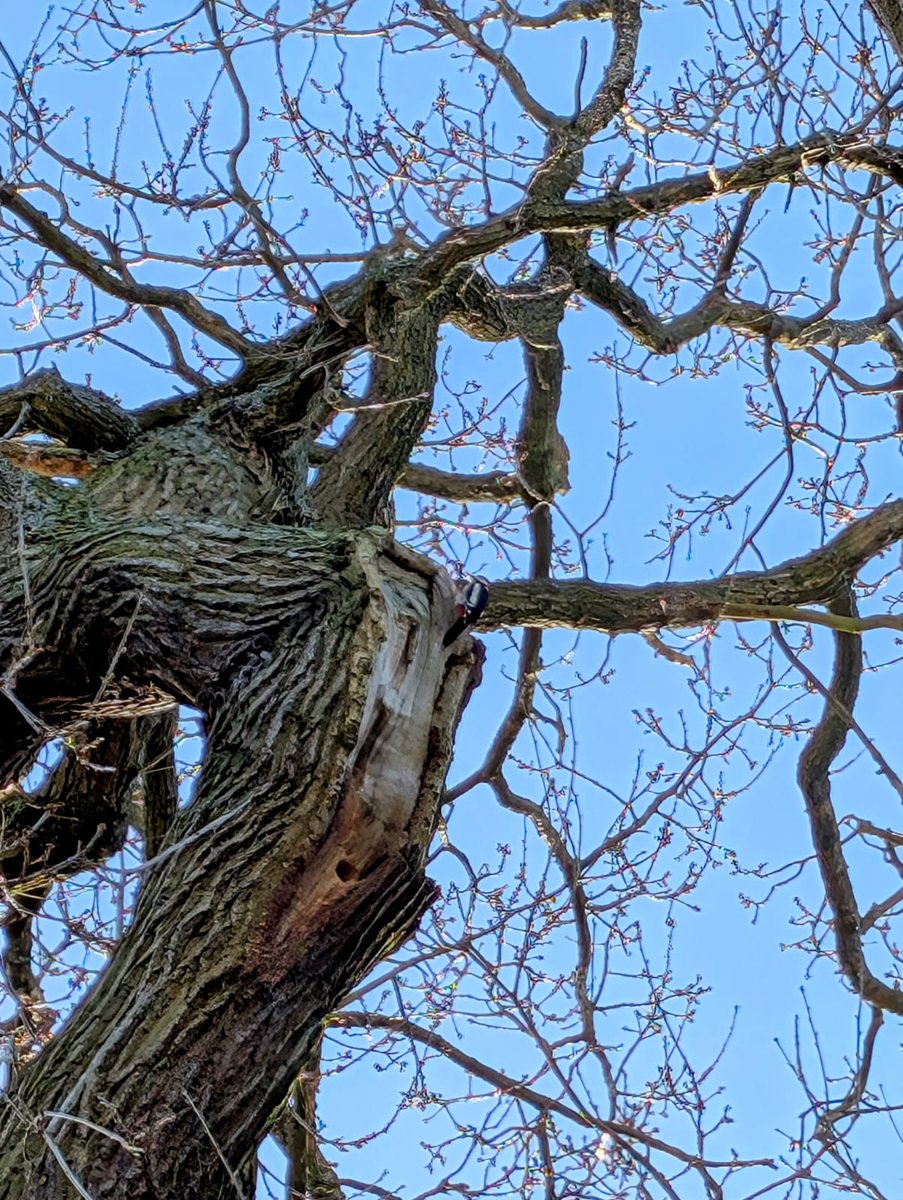 📷 Tap, tap, tap… Have you heard it?
If you’ve been to Bright Park recently, you’ve probably heard our busiest little resident hard at work! 🪵But have you spotted him yet?🔍Come visit and see if you can find him for yourself!  #💚BrightPark 
#WoodyTheWoodpecker #NatureSpotting