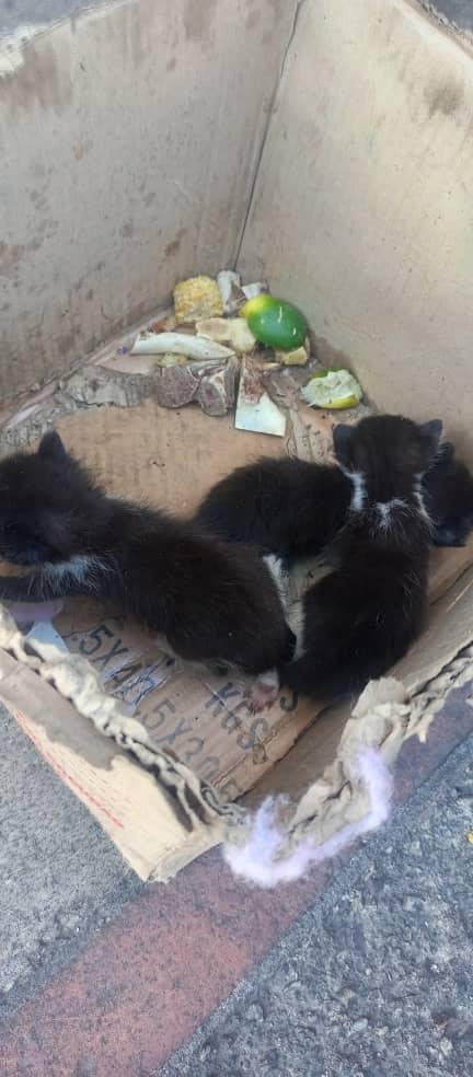 FRUFREAK's tweet photo. Urgente 🚨 se necesita gata nodriza para estos 3 bebés que fueron abandonados en la avda Victoria, frente al Central Madeirense, en una caja (con basura), urge NODRIZA de inmediato, son muy pequeños, Contacto  Kelly 0412-8098280 https://t.co/h5xYfamq2u