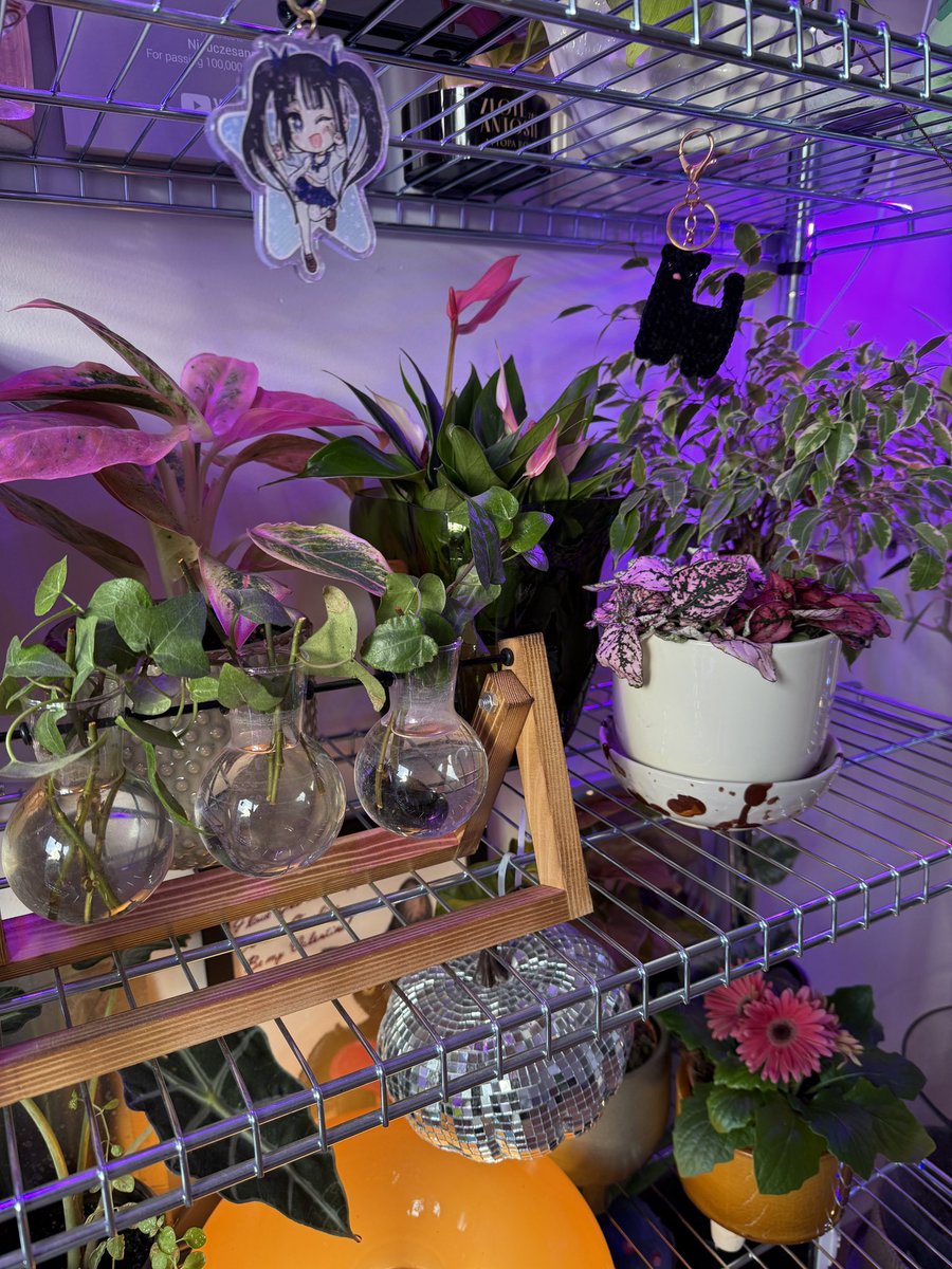 Nieuczesana 🌸 tweet media