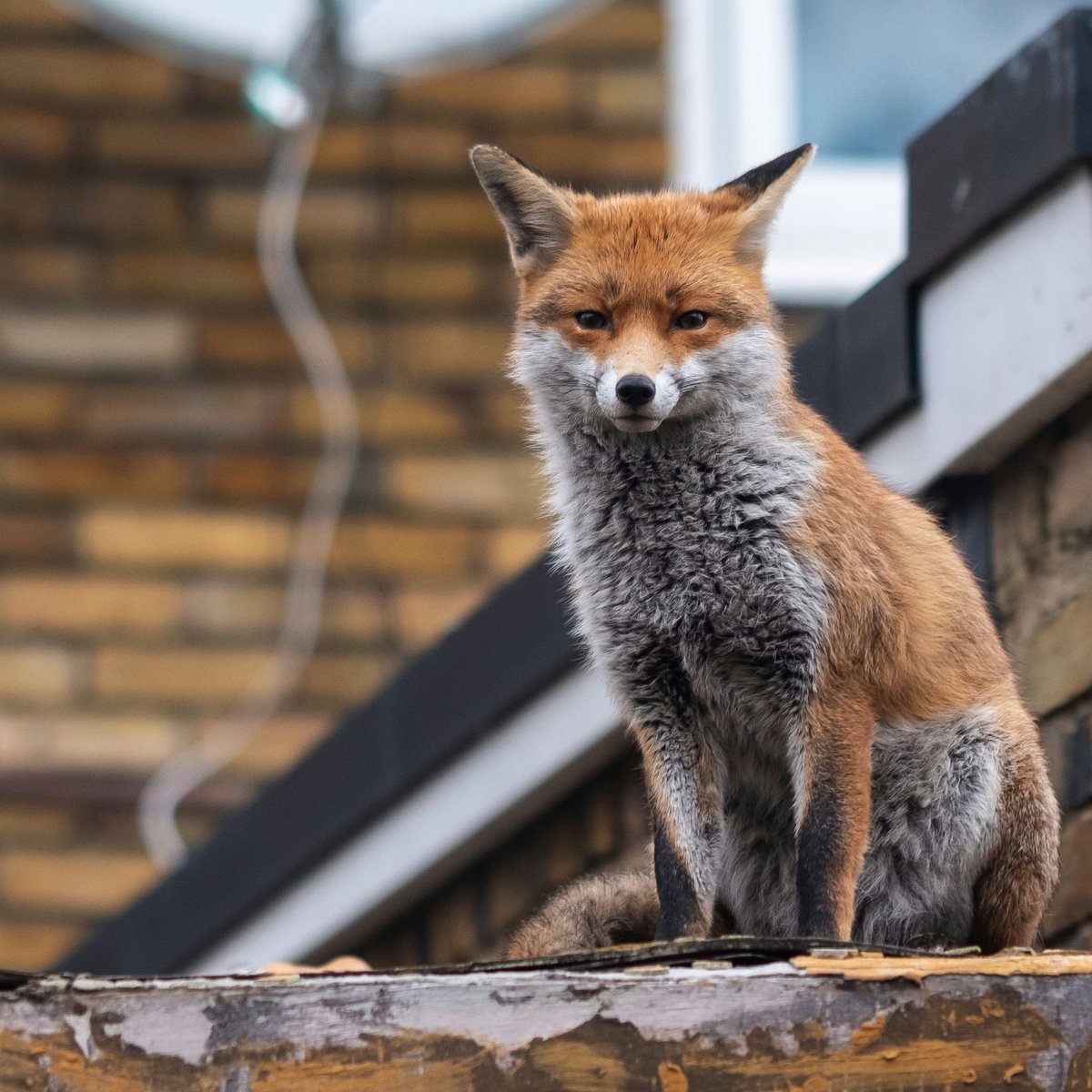 Our recent research with <a href="/NottmTrentUni/">Nottingham Trent University</a> <a href="/UofGlasgow/">University of Glasgow</a> and <a href="/uniofbrighton/">University of Brighton</a> found that food from people accounts for more than a third of the diet of urban foxes, compared to just 6 percent for their rural counterparts.

Find out more: ntu.ac.uk/about-us/news/…
#APHAscience #fox #foxes