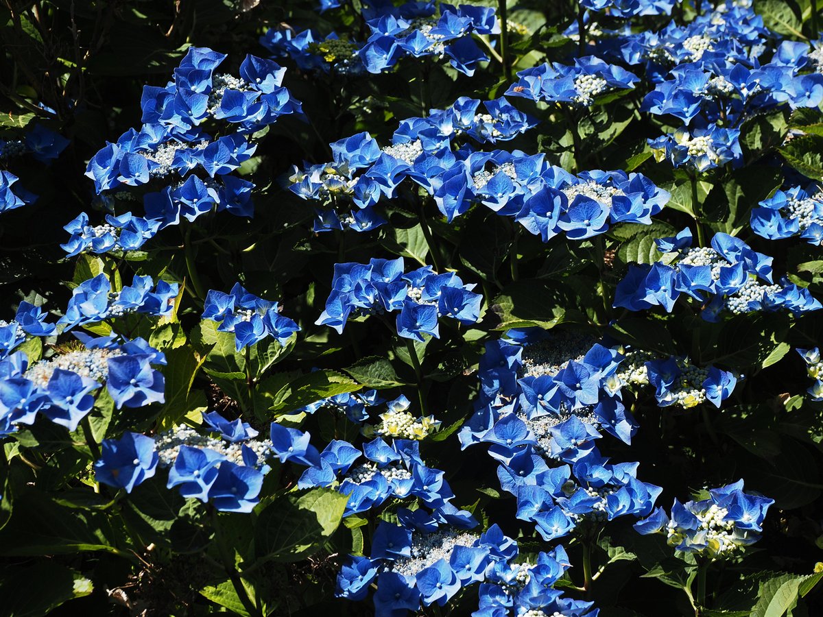 Burncoose Nurseries® tweet media