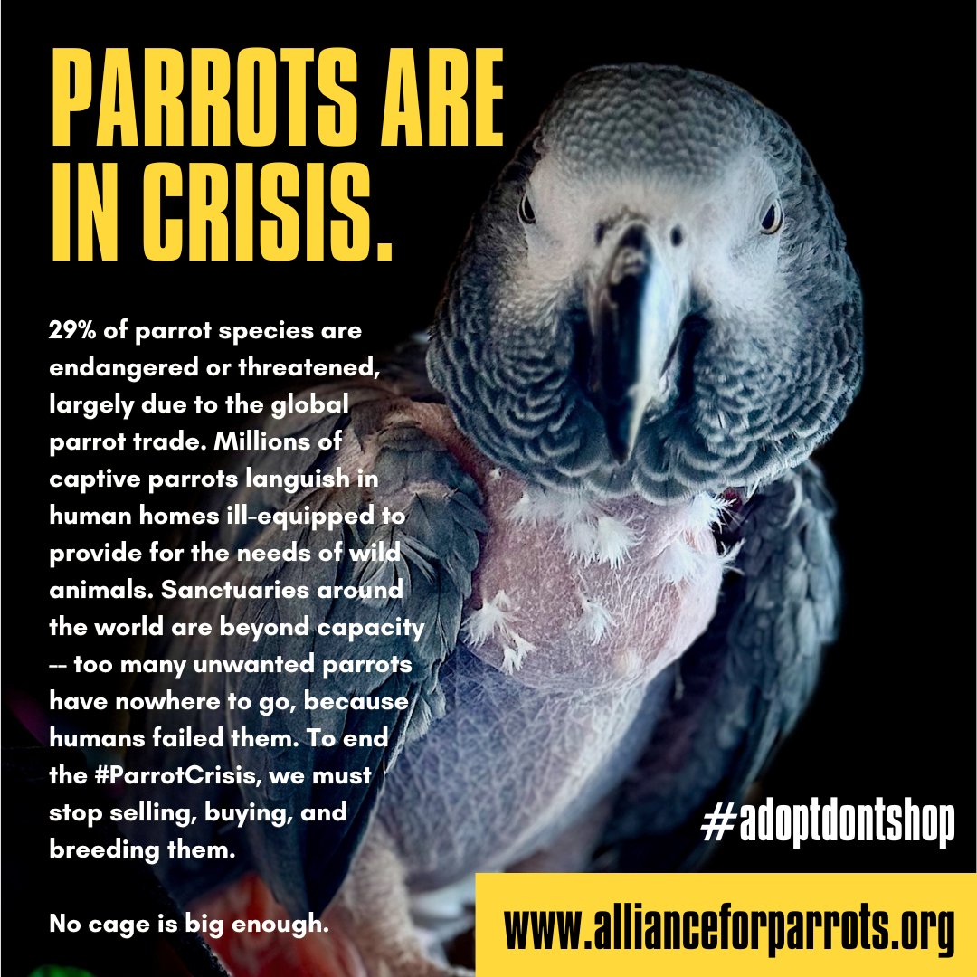 Today is International #ParrotCrisis Awareness Day - join us in shining a light on the harm rendered unto #parrots by the human desire to keep them in cages. 

Learn more at parrotalliance.org - together, we can end the parrot crisis.
#nocageisbigenough #adoptdontshop