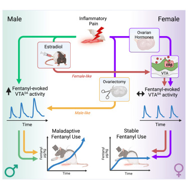 Online now:  Estradiol protects against pain-facilitated fentanyl use via suppression of opioid-evoked dopamine activity in males dlvr.it/TJRN3Z