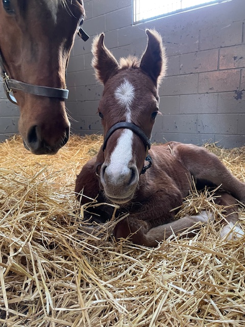 Ears for days! Our 2nd foal has arrived. Our Siyouni mare, SEIZE THE TIME, delivered a handsome GOOD SAMARITAN colt at Stone Bridge Farm this weekend. Both are doing great! The future is getting really exciting. Two more to go!