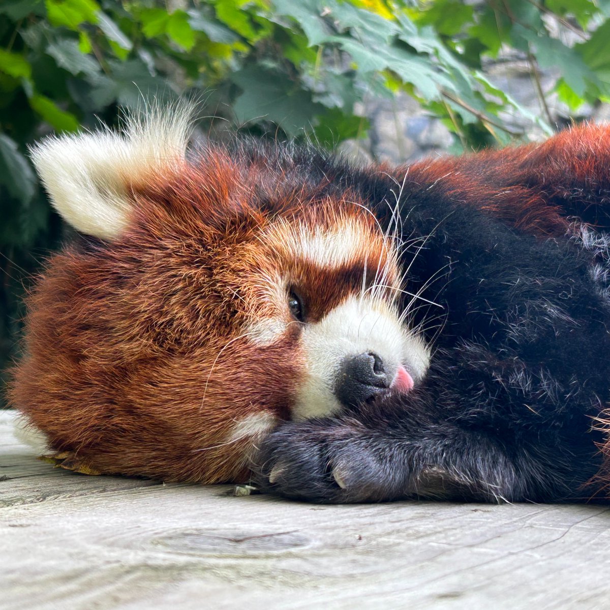 Oregon Zoo tweet media