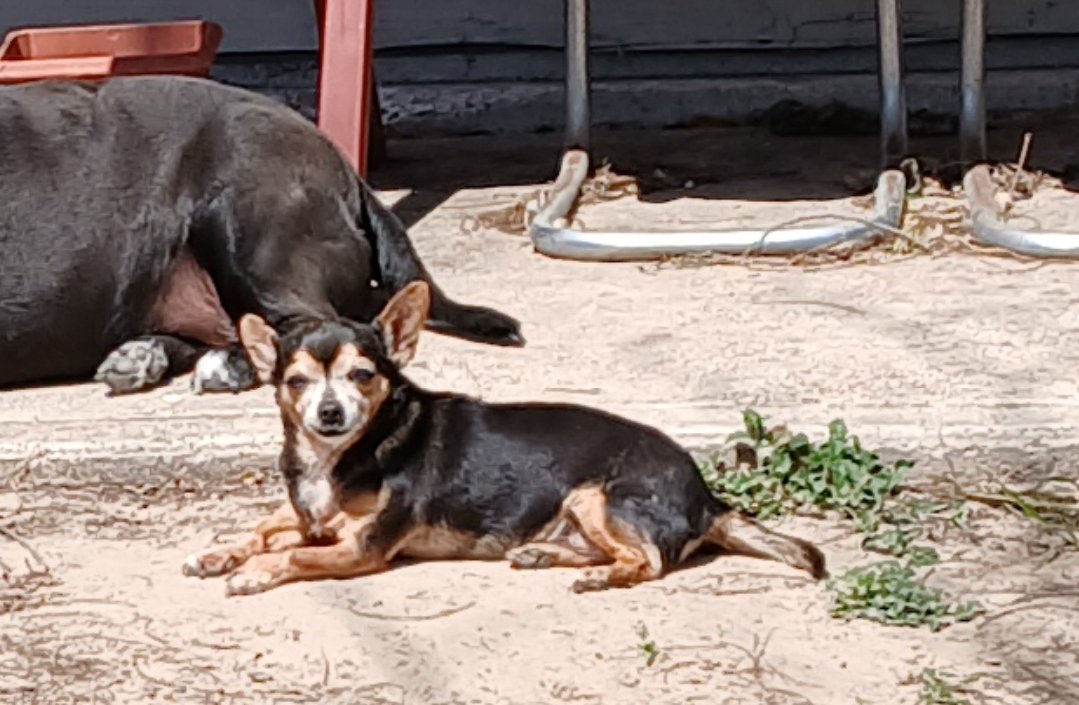 Sam_Y_Rocky's tweet photo. Today is a sad day.  My cousin Lucky  crossed the rainbow 🌈  last night.  She was loved.  #dogloss #rainbowbridge🐕 #rescuefoster #dogcousin https://t.co/FTJzdohwwG