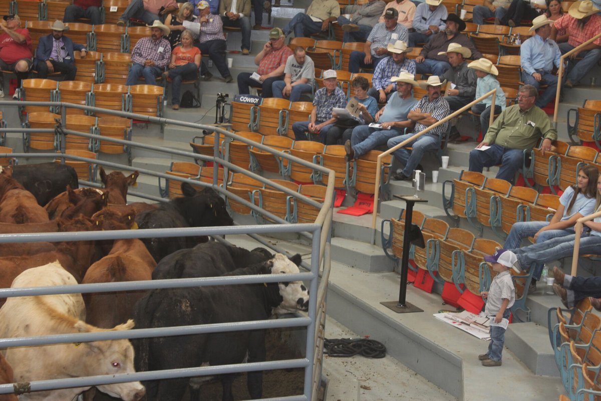 $280/CWT Feeders? With prices these days, you need to be confident in your projections when buying cattle. The Redbook projection calculator helps you do just that, just upload purchase information and you can get an immediate profit projection.