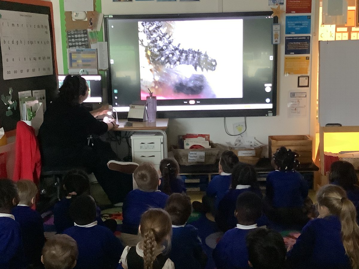 lift_4dwellpri's tweet photo. For Science Week, Reception children have also been looking at our caterpillars under the microsope. Meet Mr Wriggly! 🦋@MrsM_Court @Elees16 @MissMaisey_FDPA
@LiftSchools #BSW25 https://t.co/xsp0yEulPf