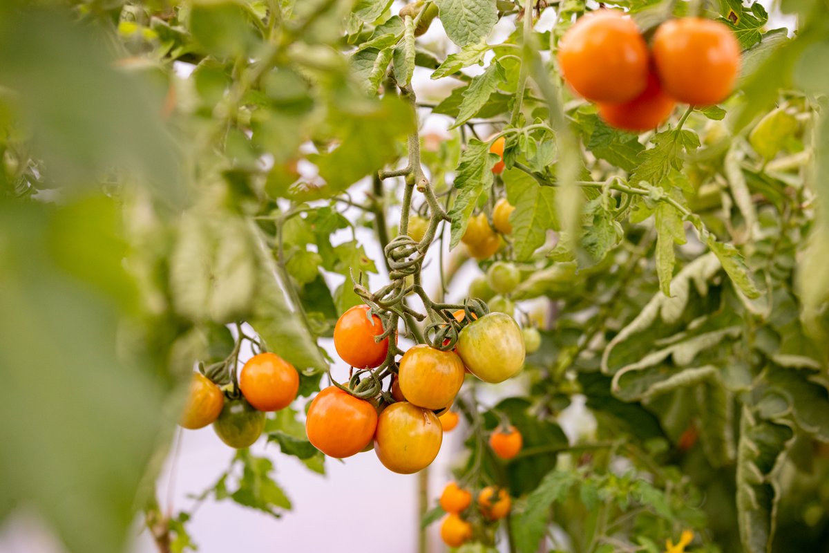 gardenorganicuk's tweet photo. Want to know how to #compost ALL your #FoodWaste? Join our #MasterComposters for a FREE webinar for #FoodWasteActionWeek: 'From Scraps to Soil: Choosing the Right Compost Bin for your Food Waste' - on 19 March, 12.30-1.30pm. Click to register: https://t.co/jBW3cvaCFq @LFHW_UK https://t.co/sMzcbtpR5Q
