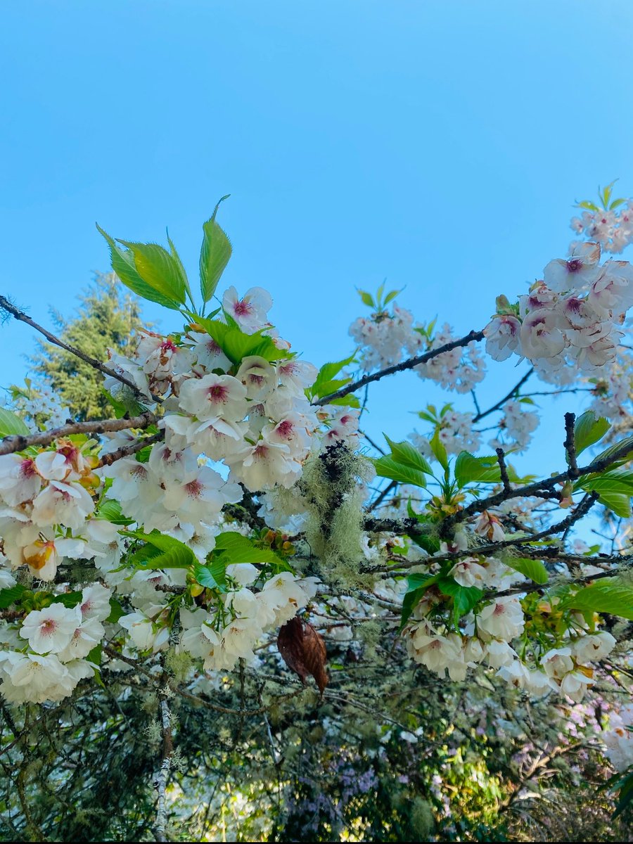 Her kışın bir baharı vardır. Ne kadar uzun ya da soğuk olursa olsun…