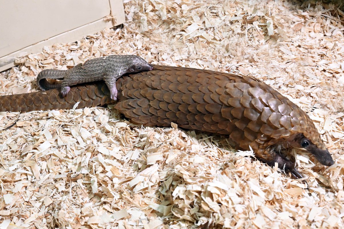 BlockClubCHI's tweet image. Frank @AlligatorRobb checks in with Block Club readers to share how the Brookfield Zoo is fighting to save pangolins — the world&apos;s most trafficked mammal. buff.ly/DrP2auM
