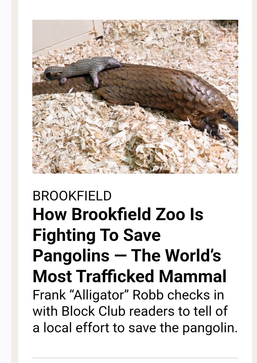 AlligatorRobb's tweet image. Article I wrote this just got published about pangolins 🙏 thank you, Block Club, and thank you, Brookfield Zoo Chicago

blockclubchicago.org/2025/03/10/how…