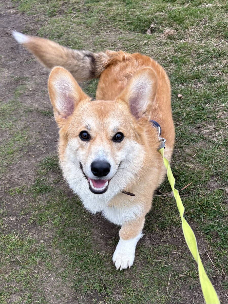 Walking-n-Wagging 🐾🐾 tweet media