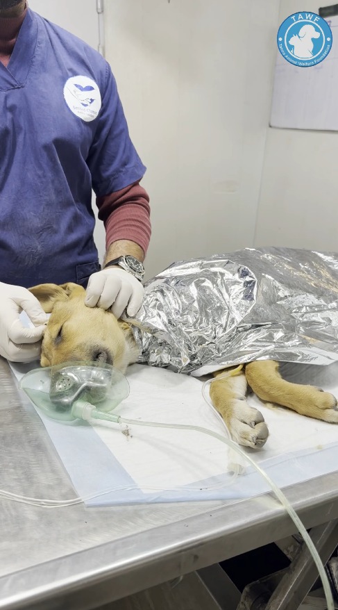 tawf_uk's tweet photo. "Culling is cruelty, not a solution. Only TNVR can end the suffering and create lasting change. It's time to choose compassion over killing."
#ImplementTheLaw #PutAnEndToThisCarnage
@MaryamNSharif @Marriyum_A @CMShehbaz @SalmanSufi7 https://t.co/qZZ8sPXKiy
