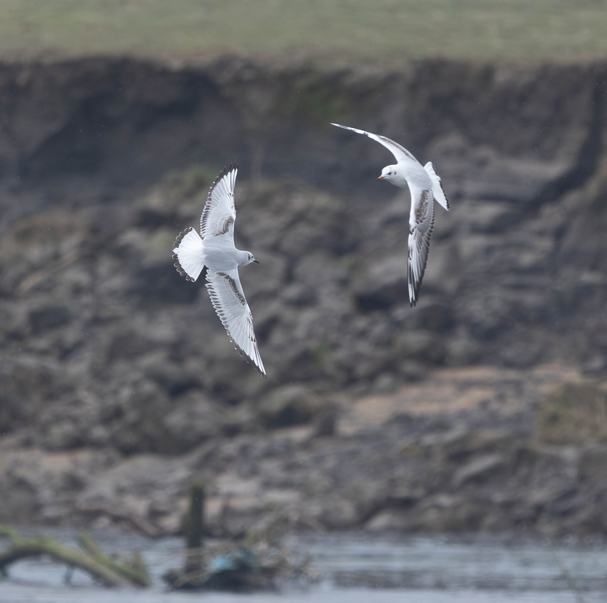 This beautiful 1st winter Bonaparte's Gull was a lovely surprise along Ogmore Estuary this morning. Far better than Sand Martins or Wheatears I was hoping for!